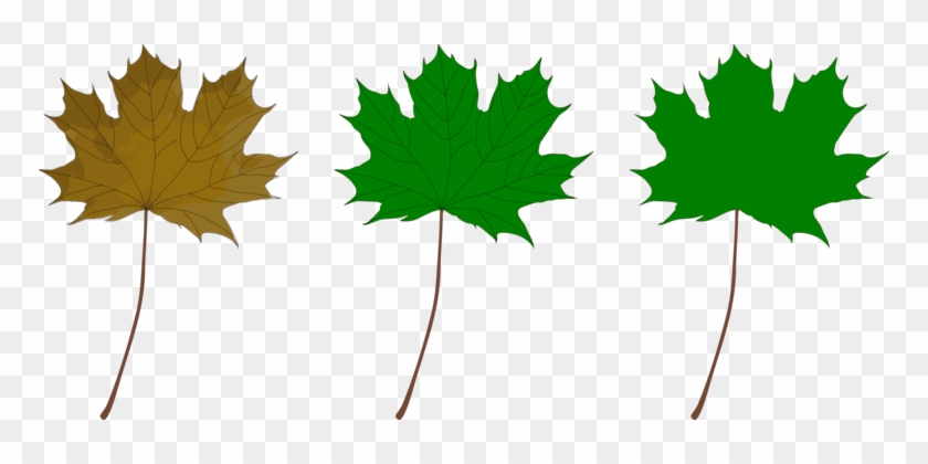 Maple Leaf Drawing Green Computer Icons - Green Maple Leaf Clip Art #1365106