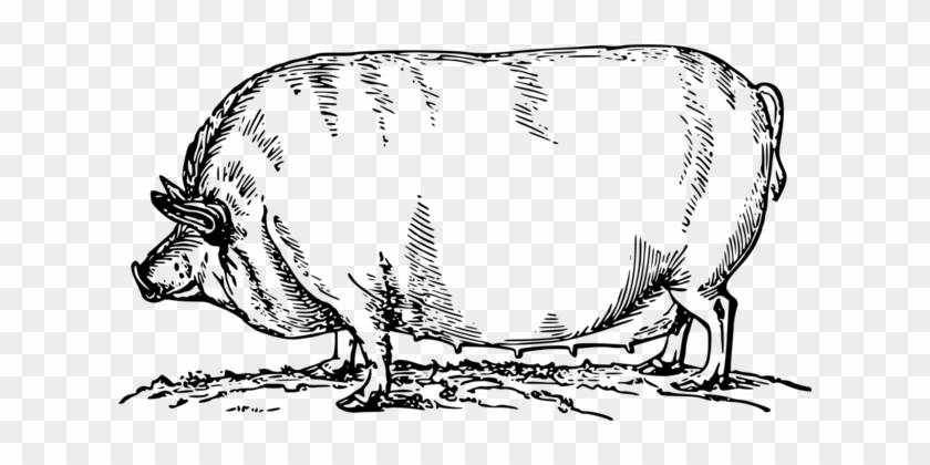 Coloring Book Cattle The Pickled Pig Bbq & Cafe Livestock - Fette Sau Clipart #1365110