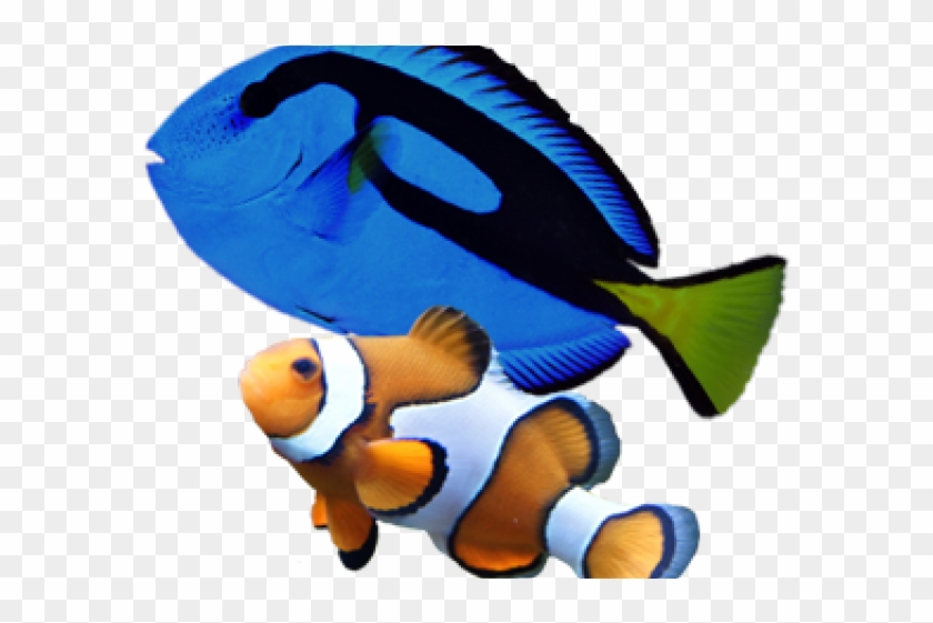 Marine Fish Clipart Aquarium Fish - Cafepress Clownfish20151011 Full/queen Duvet Cover #1365127