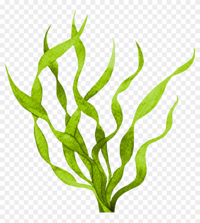 Algae Clipart Transparent - Seaweed - Free Transparent PNG Clipart Images  Download