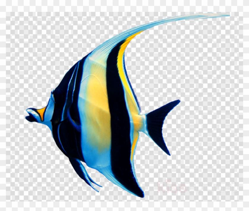 Download Ikan Manfish Png Clipart Aquarium Clip Art - Video Play Button Transparent #1365141