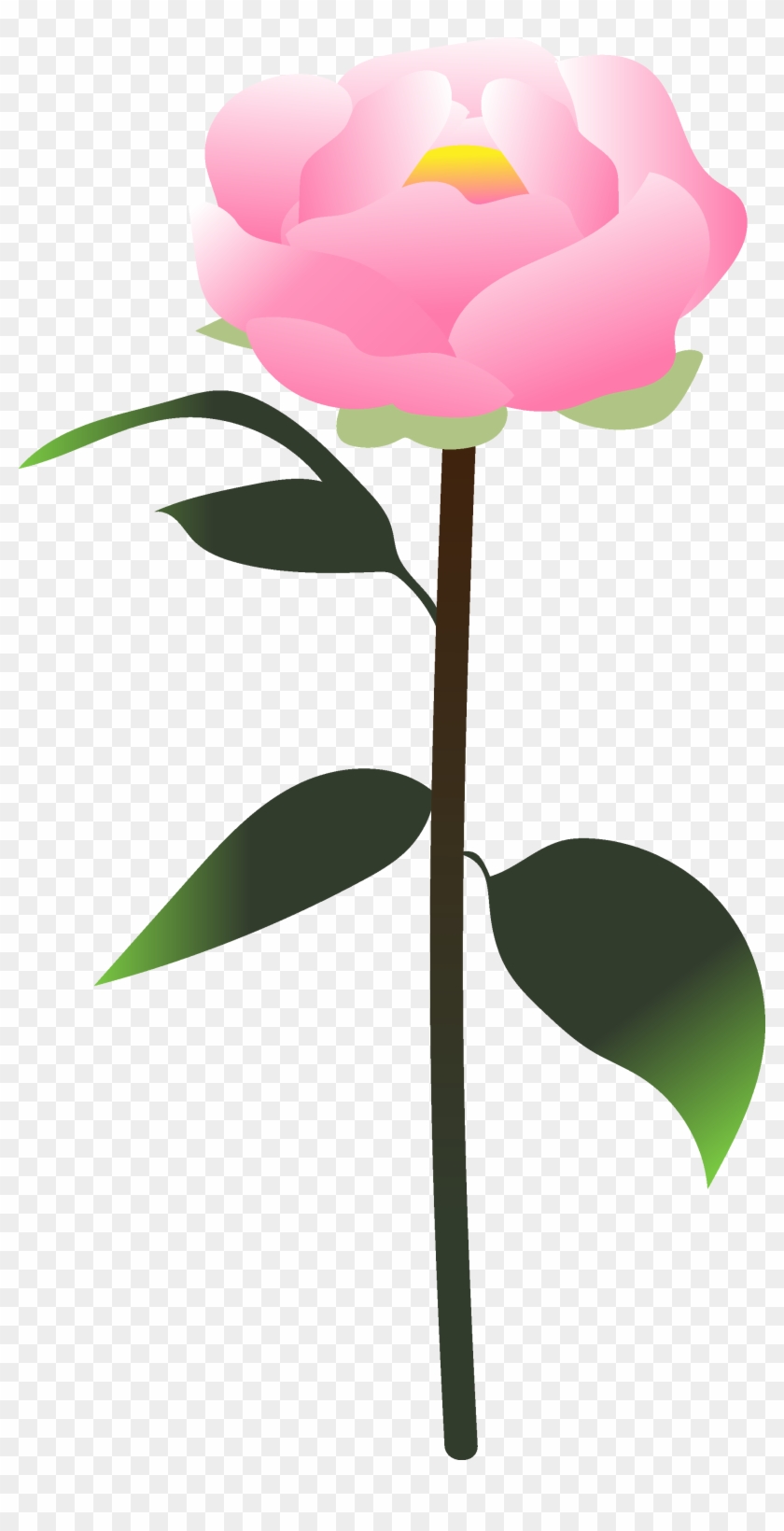 You Created A Peony - Peony #1365496