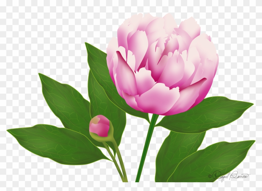 Wordpress Website Blog Peony - Blog #1365497