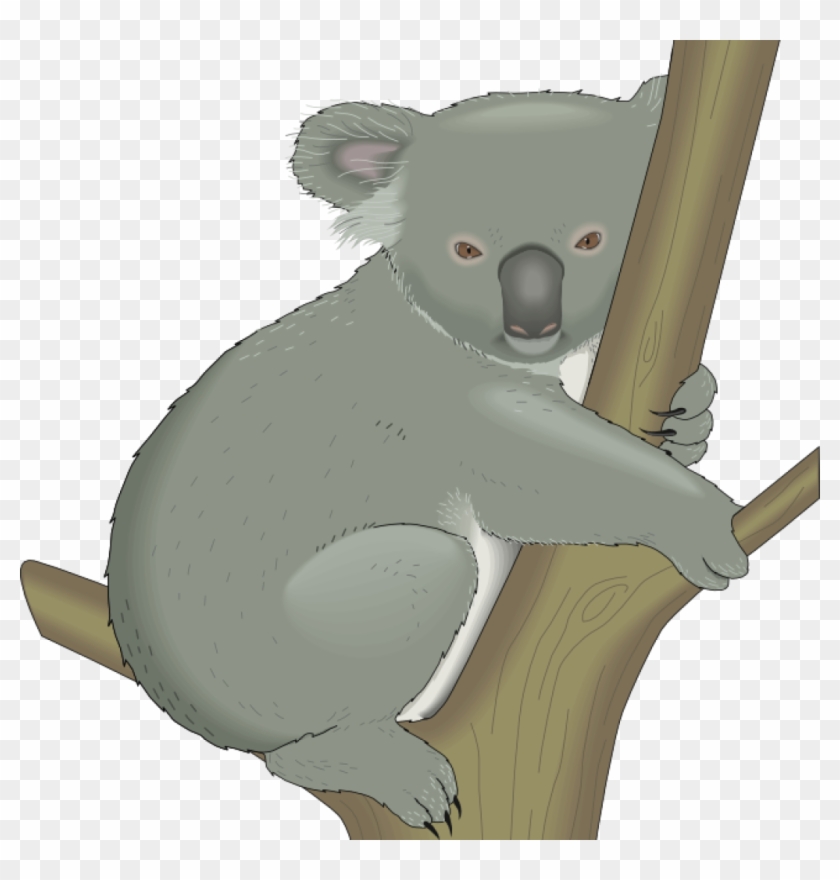 Koala Clipart Koala Clipart Graphics Of Koalas Clipart - Koala In Tree Clipart #1365505