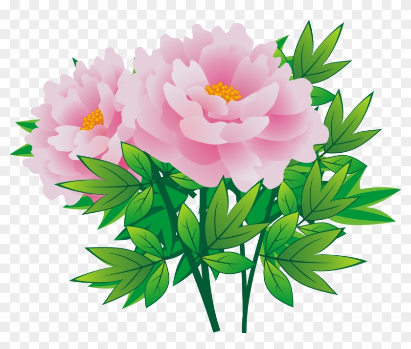 Cortex Moutan - Common Peony #1365515