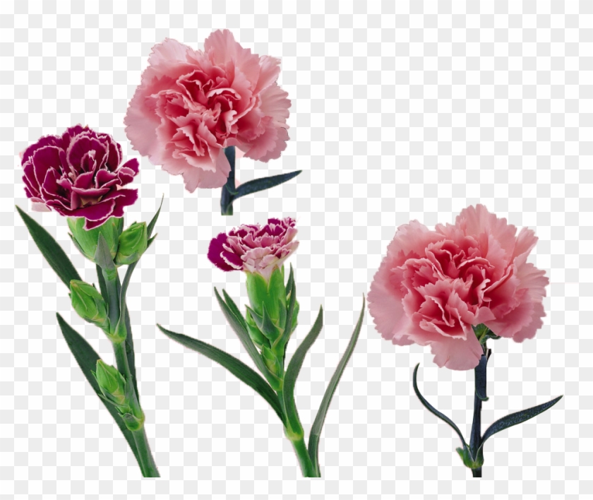 Royalty Free Library Carnation Vector Flower - 康乃馨 #1365531