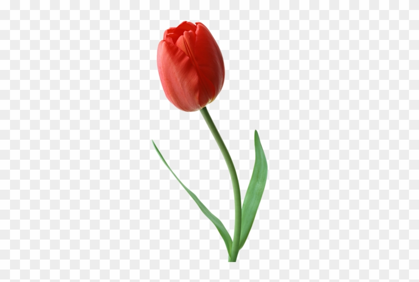 Milkamilkina Альбом «клипарт / Тюльпаны Png» На Яндекс - Transparent Tulips Png #1365548