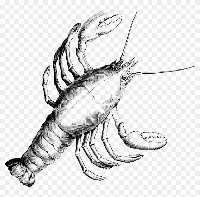 Clipart Library Library Lobster Crab Crustacean Shrimp - Cancer Constellation #1365920