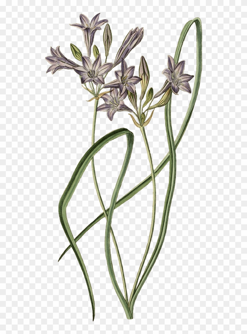 Leek Plant Drawing - Posterazzi Loose-flowering Tritelia Or Ithuriels Spear #1366094