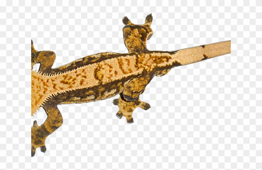 Gecko Clipart Transparent Background - Crested Gecko #1366234