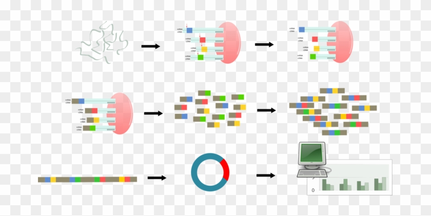 Serial Analysis Of Gene Expression Computer Icons Regulation - Clip Art #1366583