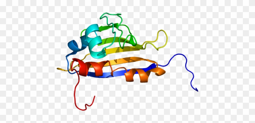 Ahsa1 - Protein #1366587
