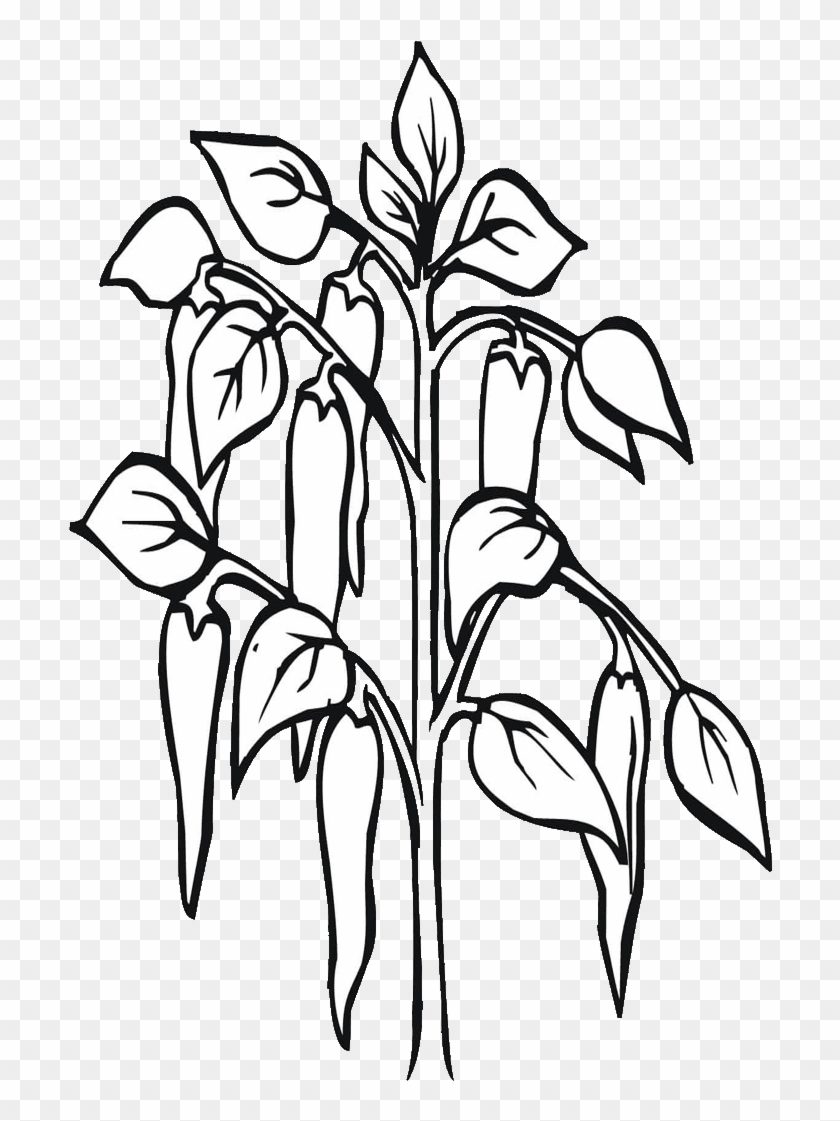 Chili Tree Pencil And In Color - Chilli Plant Black And White #1366838