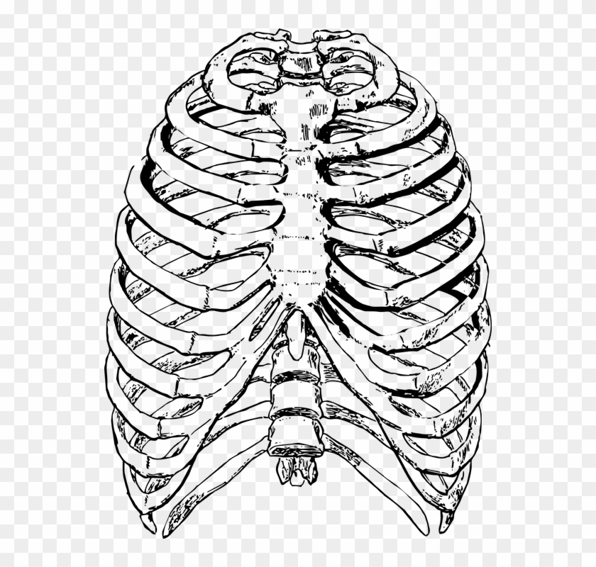 Clip Art Freeuse Cage Drawing Pixel - Human Rib Cage #1367199