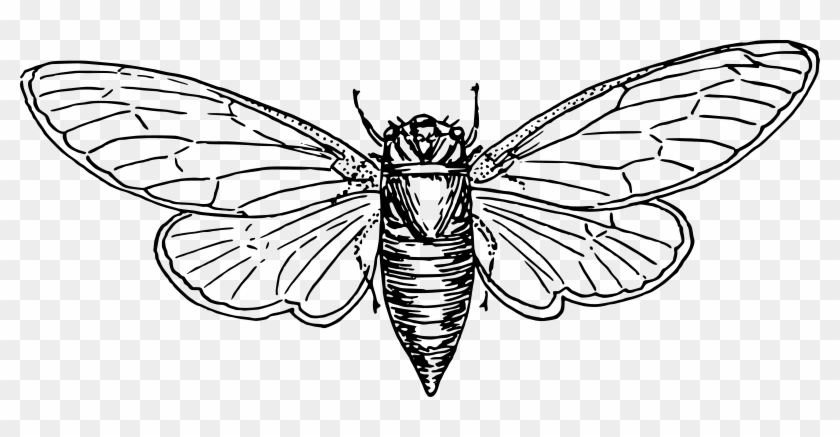 Free Vector Locust - Cicada Pages To Color #1367470