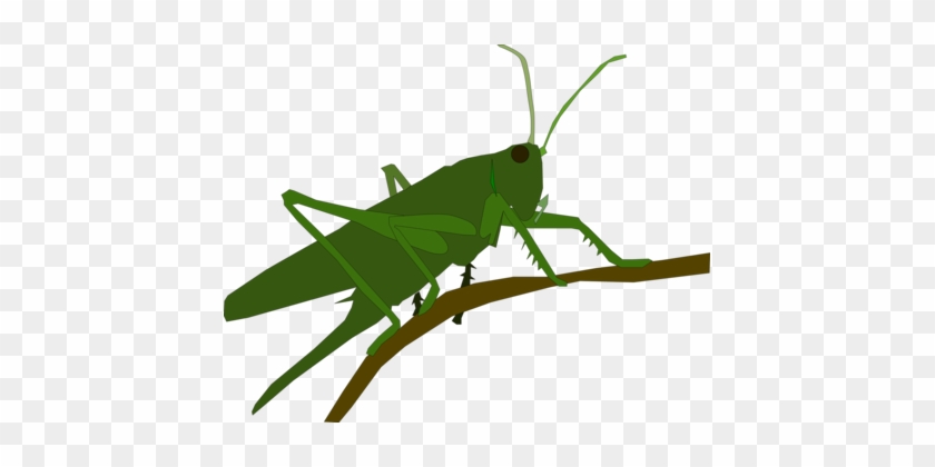 Grasshopper Insect Caelifera Animal Locust - Grasshopper Cross Stitch Pattern #1367472
