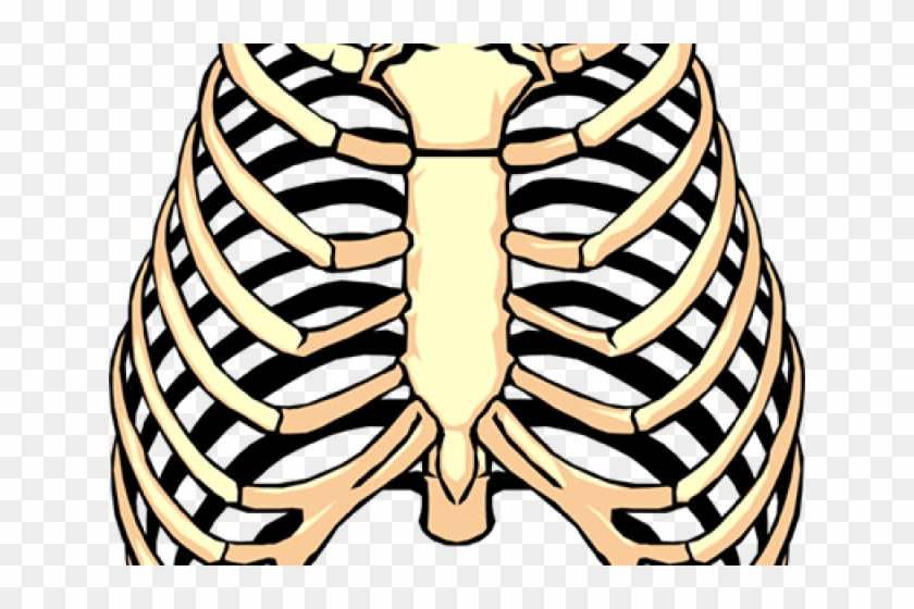 Rib Cage Png Transparent Images - Human Rib Cage #1367485