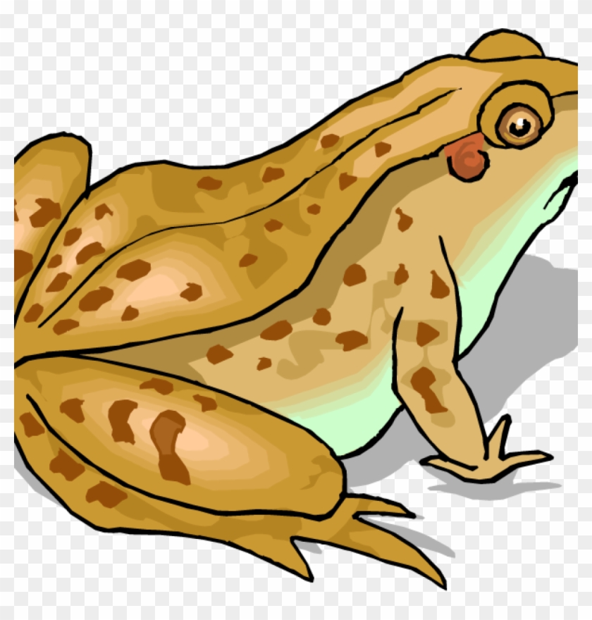 Toad Clip Art Toad Clip Art Top 87 Toad Clip Art Free - Sapo De Surinam En Dibujo #1367835