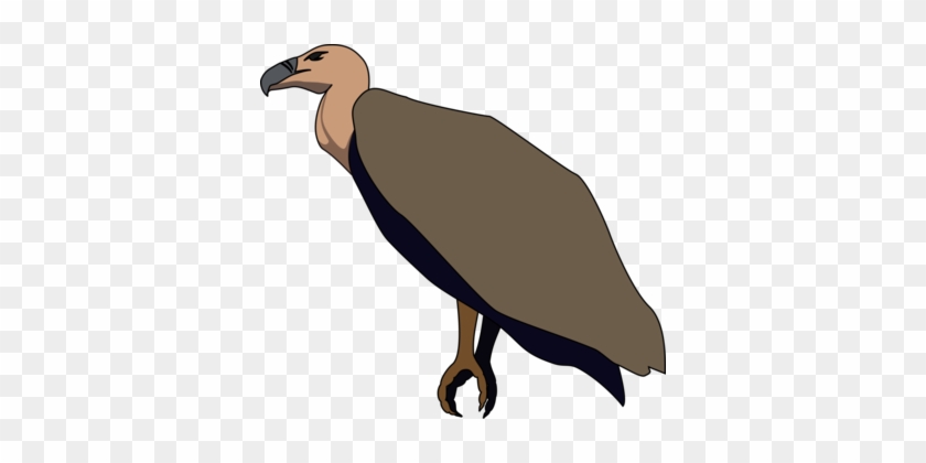 Turkey Vulture Beaky Buzzard Bird Of Prey - Vulture Png #1367943