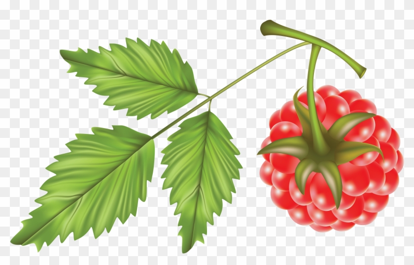 Png Photo, Free Pictures, Raspberry, Clip Art, Raspberries, - Vector #1368276