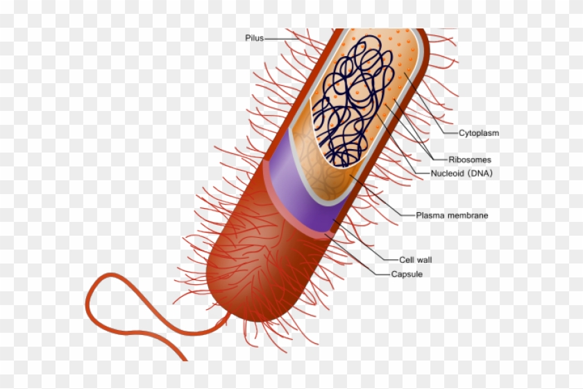 Bacteria Clipart Prokaryotic Cell - Prokaryotic Cell Diagram #1368601