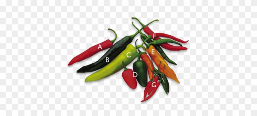 Chilli Peppers - Chili Pepper #1368739