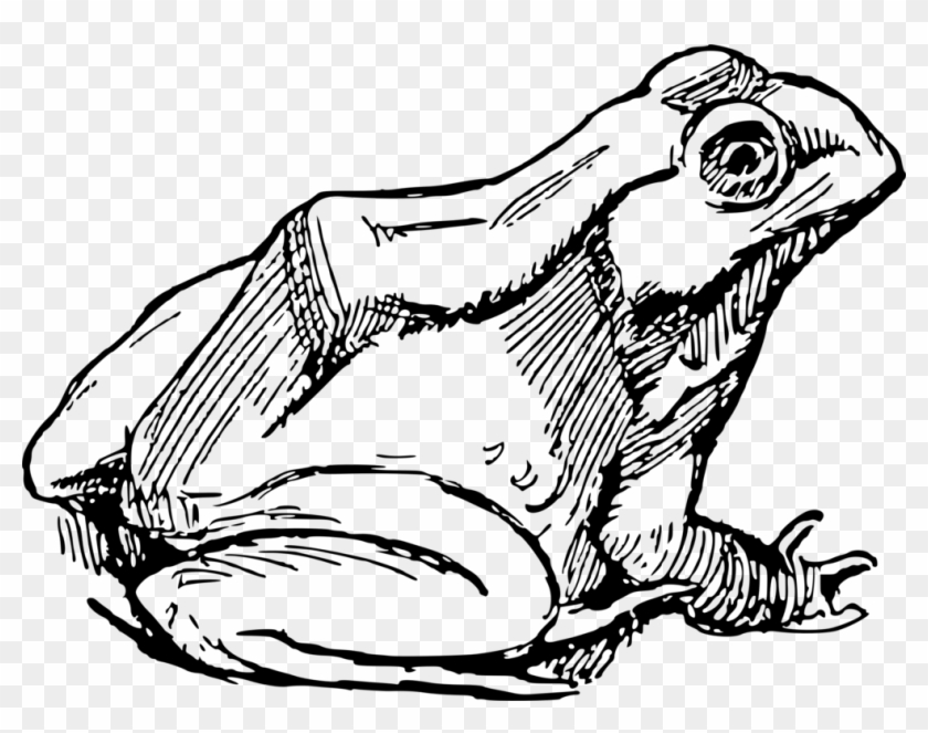 The Tree Frog Drawing Amphibian - Simple Frog #1368826