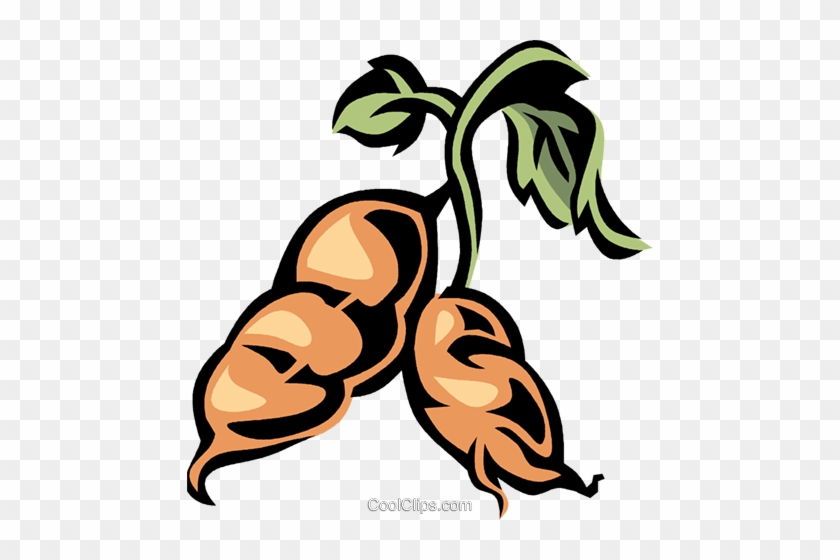 Sweet Potato Royalty Free Vector Clip Art Illustration - Sweet Potato Clip Art #1369043