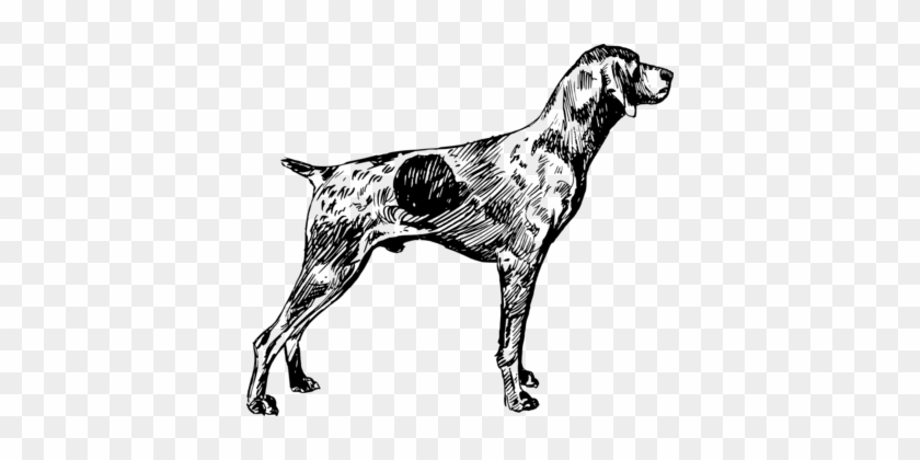 German Shorthaired Pointer German Wirehaired Pointer - German Shorthaired Pointer Png #1369061