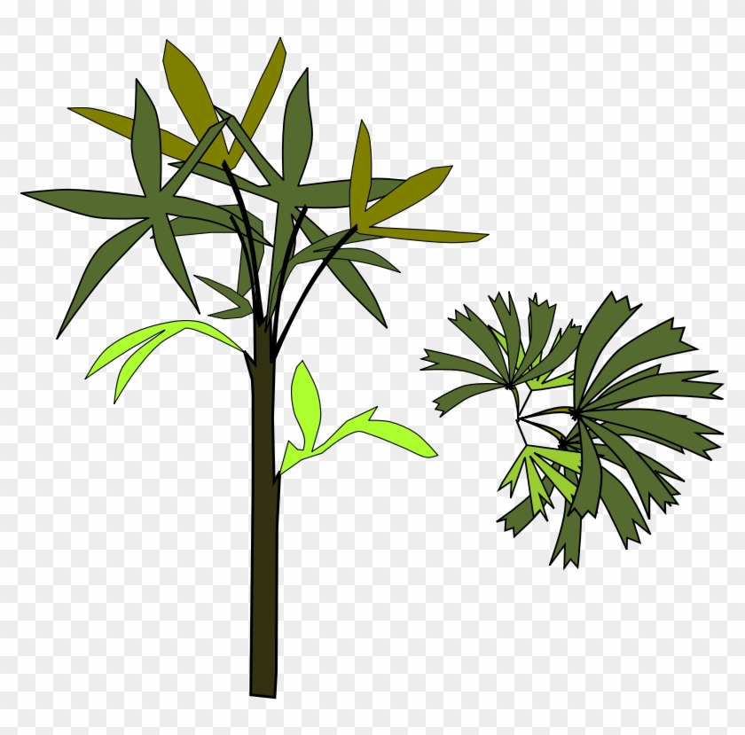 Pin Clipart Palm Cake Ideas And Designs - Rhapis Excelsa #1369772