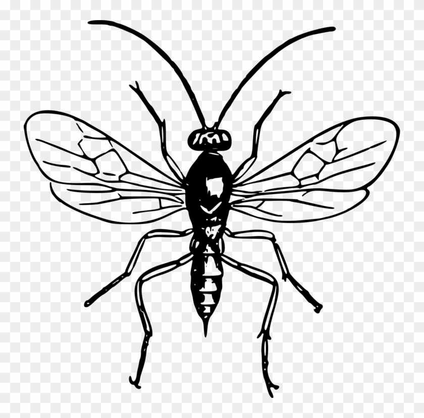 All Photo Png Clipart - Black And White Wasp Clip Art #1370144