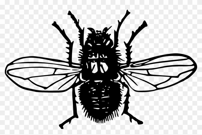 All Photo Png Clipart - Blowfly Transparent #1370146