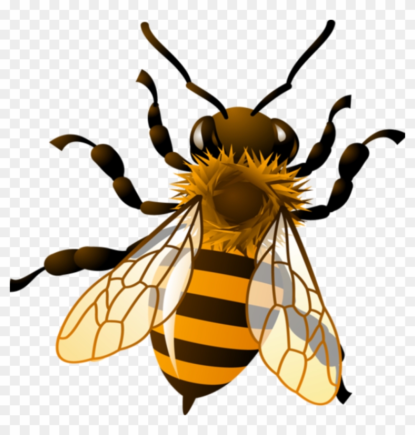 Honeybee Clipart Honey Bee Clipart Clipart Kid Bees - Honey Bee Bees Clipart #1370151