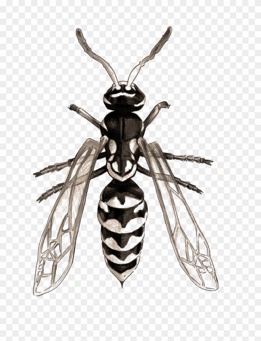 Drawing Insect Wasp Image Free Stock - Drawing Insects #1370170