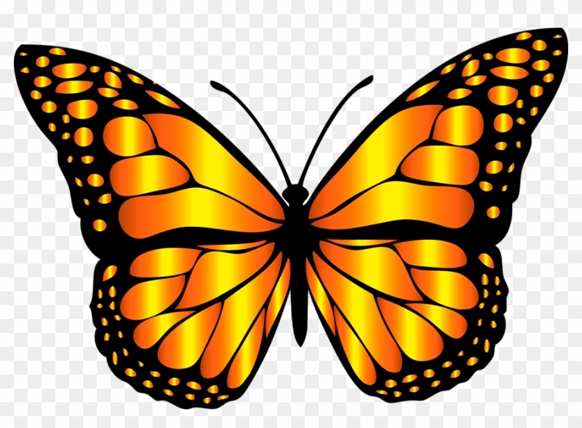 Mariposas Toda La Informaci N Sobre Las Mariposas House - Butterfly Clip Art #1371002