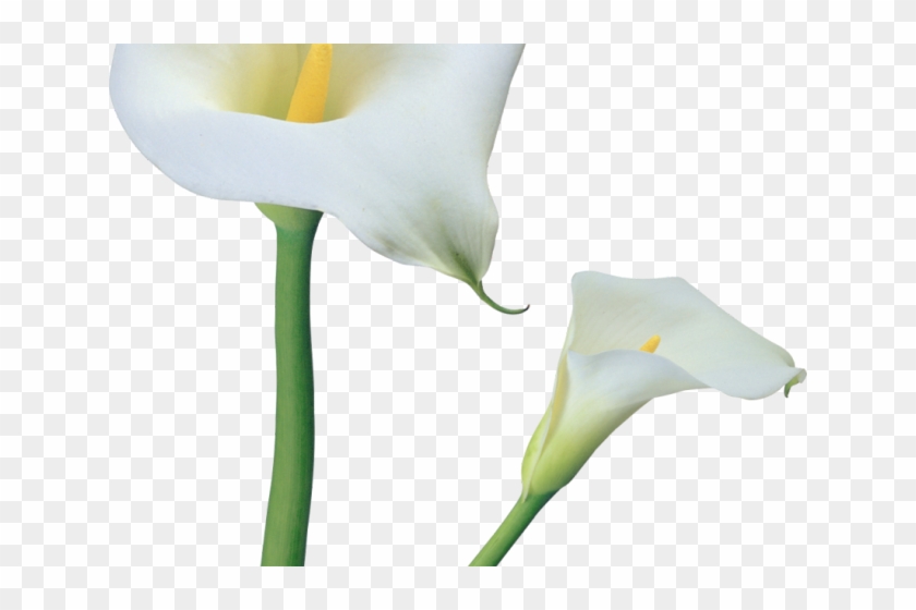 Lily Of The Valley Clipart Clip Art - Clip Art #1371020