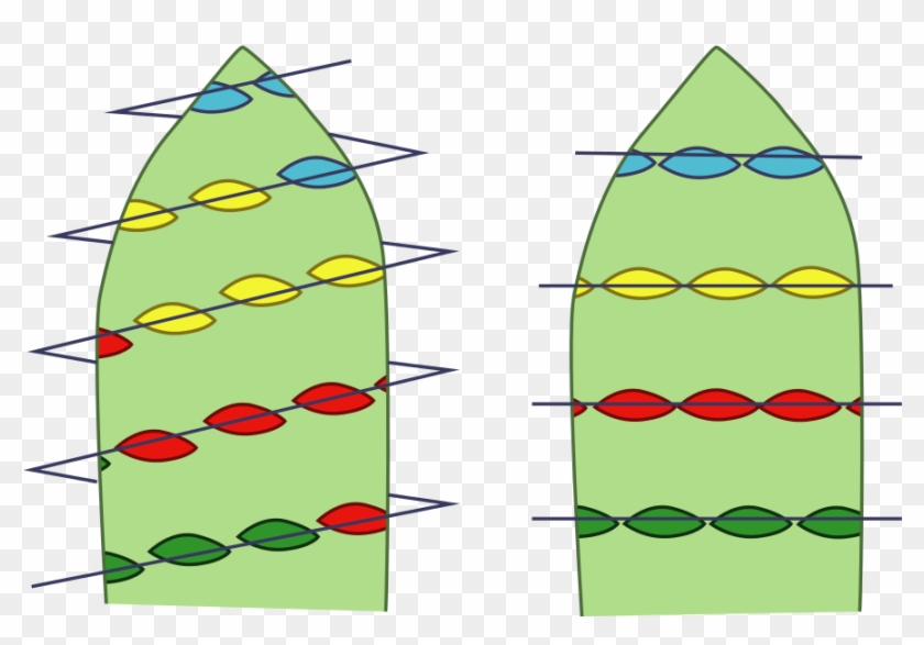 Open - Spiral Vs Whorled Arrangement #1371435