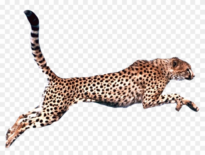 Graphic Royalty Free Download Felidae Clip Art Transprent - Cheetah Png #1371577