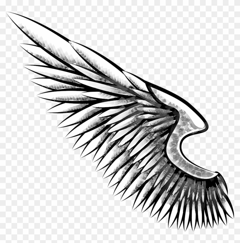 Eagle Wing Png Freeuse Download - Alas De Aguila Dibujo #1371830
