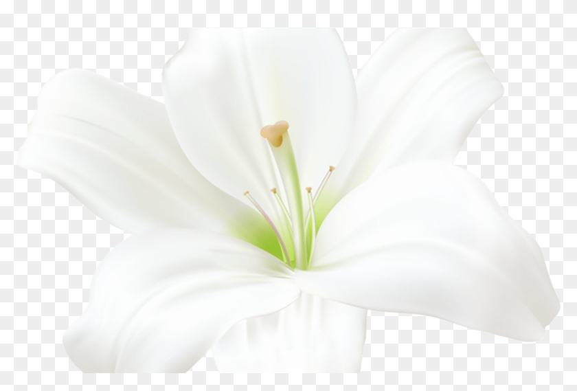 White Lily Png Clip Art Image Kukat Pinterest White - Lily #1372044