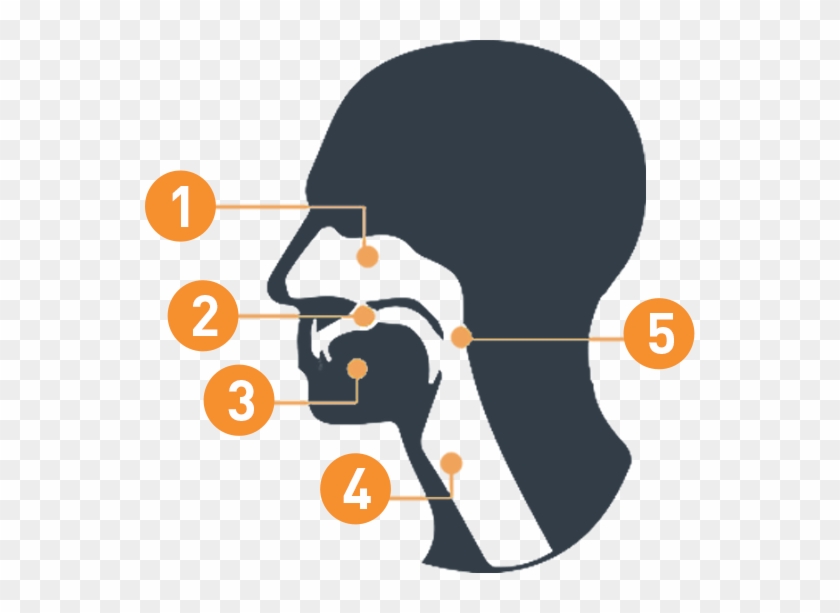 Areas Of The Head And Neck Where Cancers Begin - Head And Neck Cancer #1372637