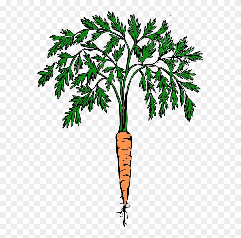 Morkos,apelsinų Morkų,daržovės,nemokama Vektorinė Grafika - Carrot Clip Art #1372749