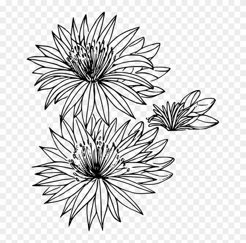 All Photo Png Clipart - Montana State Flower Drawing #1373487