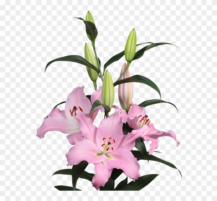 Or Emani - Lily #1373521