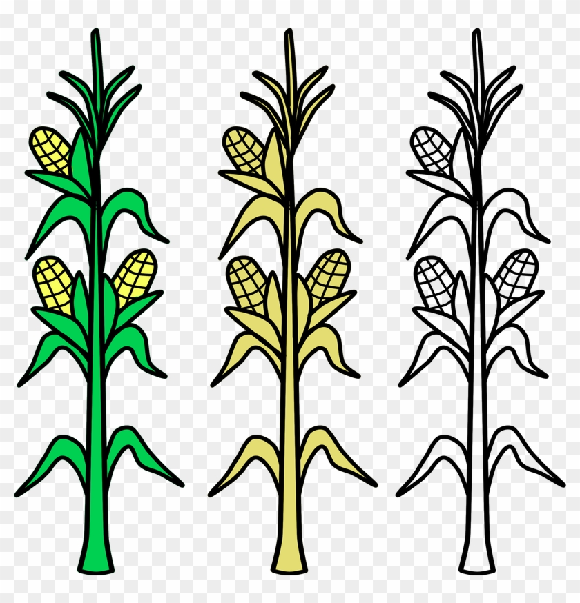 Corn, Field, Vector, Agriculture, Plant, Crop, Farm - Plantas De Maiz Para Dibujar #1373534