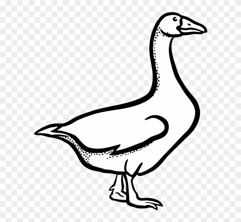 Canada Goose Mute Swan Bird Vertebrate - Geese Black And White Clipart #1373561