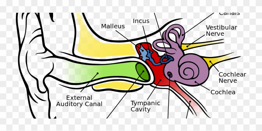 Ear Anatomy - Anatomy Of The Human Ear #1373815