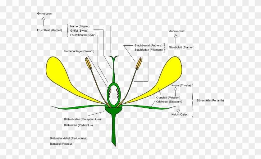 How To Set Use Flower Anatomy Clipart - How To Set Use Flower Anatomy Clipart #1373816