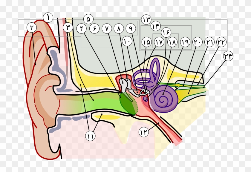 Anatomy Of The Human Ear In Farsi Numbers - Cat Ear Anatomy #1373817