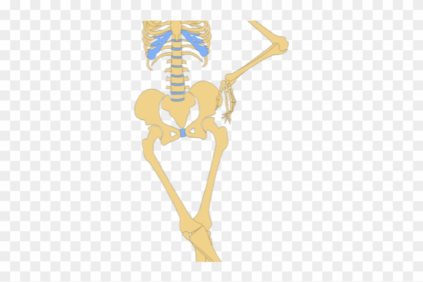 Anatomy Clipart - Cartoon Human Skeleton #1373819